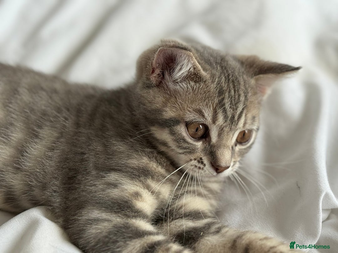 British Shorthair cats for sale: Full BSH kittens 13 weeks GCCF Parents. One gone!  - Image 16