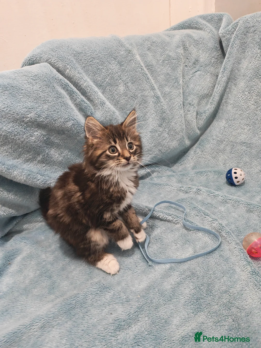 Mixed Breed cats for sale: Beautiful FLUFFY BOY Videos - Advert 5