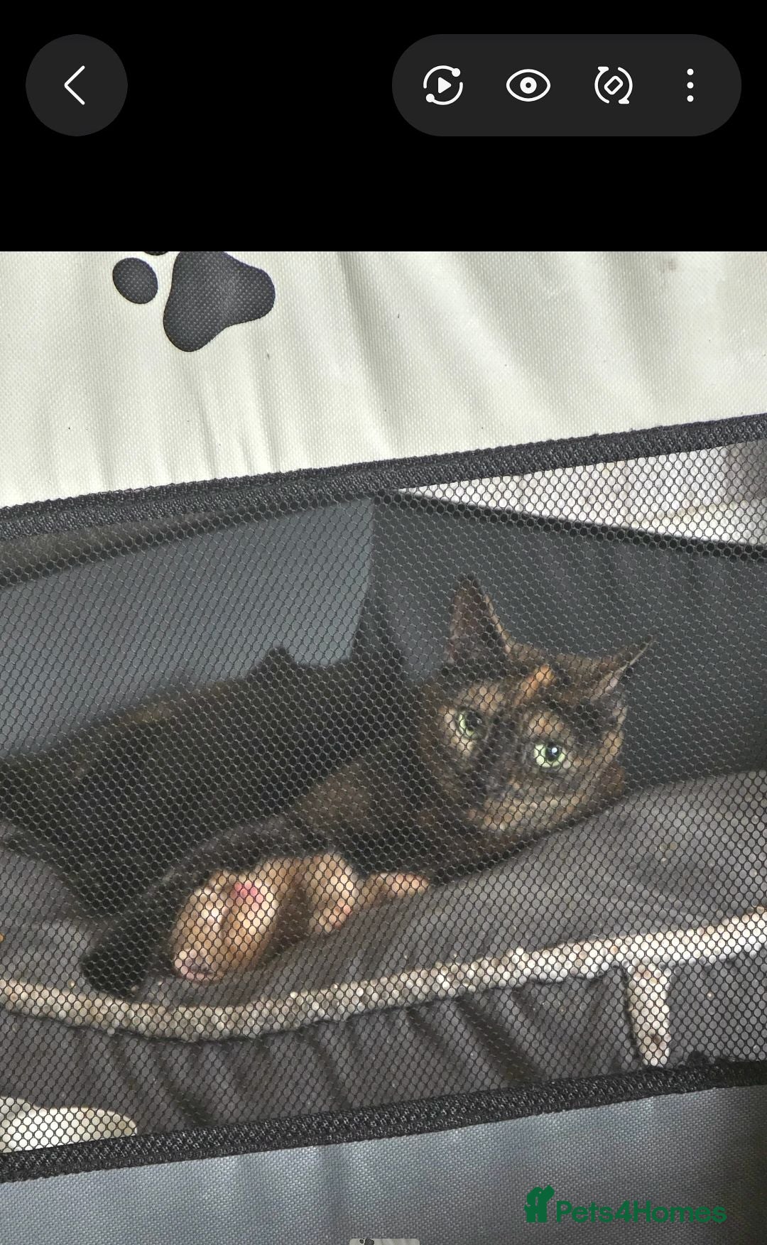 Mixed Breed cats 3 beautiful kittens looking for new 🛋 🤎 - Advert 1