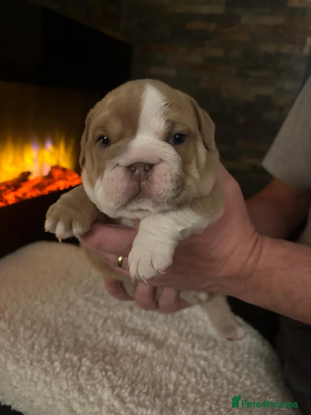 English Bulldog dogs for stud: English bulldog stud - KC registered in Wickford - Advert 16