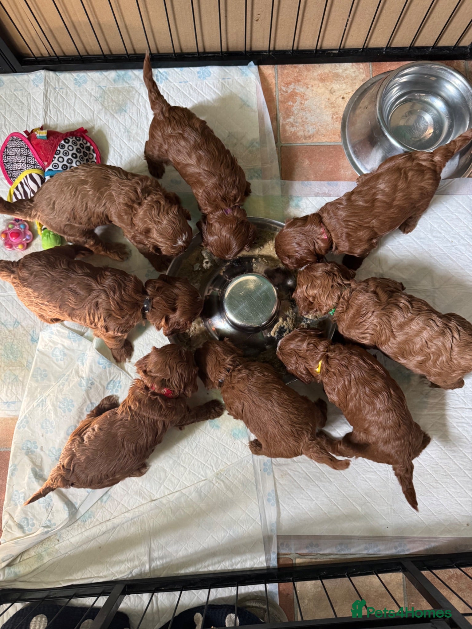 Cavapoo dogs F1 Red Toy Cavapoo Puppies 5* home bred DNA  - Advert 2