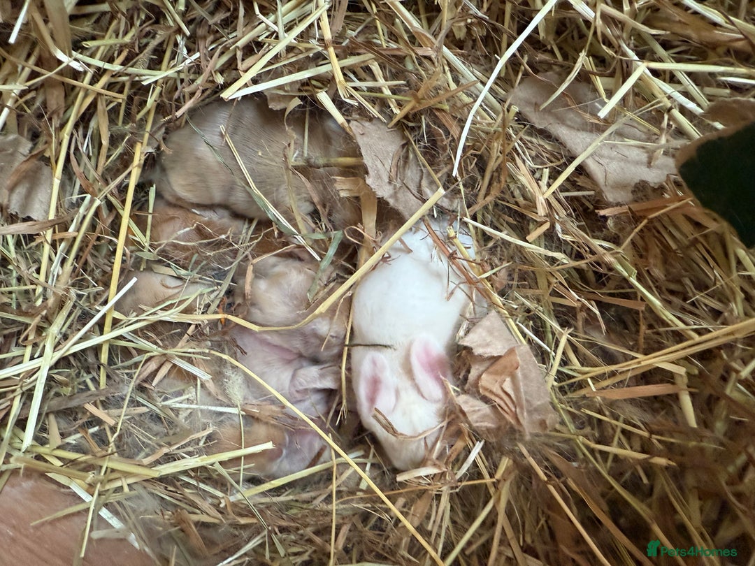 Lionhead rabbits for sale: Rabbits  - Advert 1