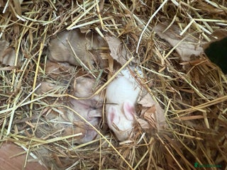 Lionhead rabbits Rabbits - Advert 4