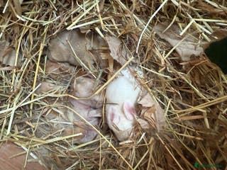 Lionhead rabbits Rabbits - Advert 7