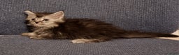 Maine Coon cats for sale: Pedigree GCCF registered Maine Coon Kittens  - Advert 6