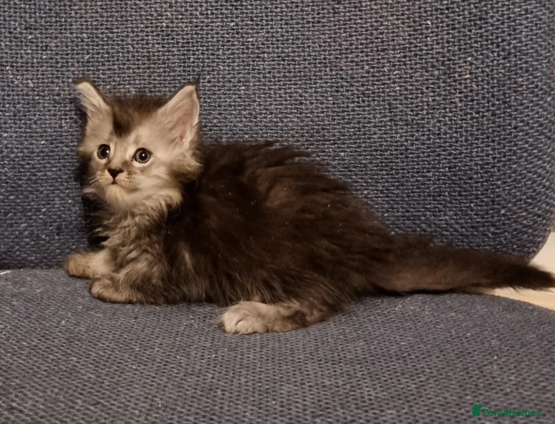 Maine Coon cats for sale: Pedigree GCCF registered Maine Coon Kittens  - Advert 6