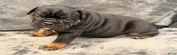 Olde English Bulldogge dogs for sale: Olde English Bulldogge puppy for sale  - Advert 6