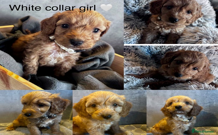 Cockapoo dogs - Advert 5