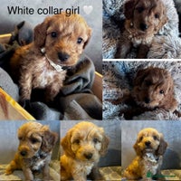 Cockapoo dogs - Advert 7