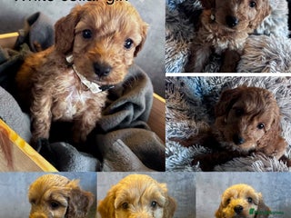 Cockapoo dogs for sale - Advert 1