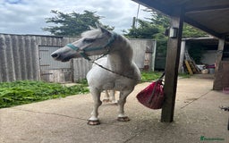 Other Breed horses for sale: Cob x Arab  - Image 2
