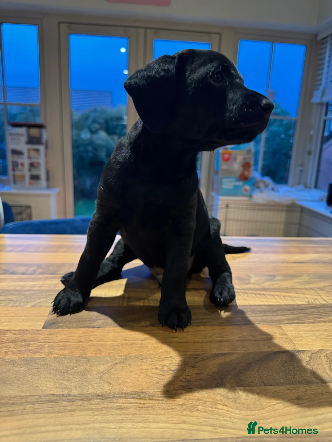 Mixed Breed dogs for sale: CockerDoodleDoo in Market Harborough - Advert 4