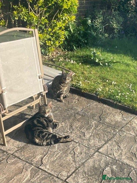 Mixed Breed cats Brother & Sister cat available for free in Welwyn - Advert 1