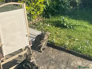 Mixed Breed cats Brother & Sister cat available for free in Welwyn - Advert 1