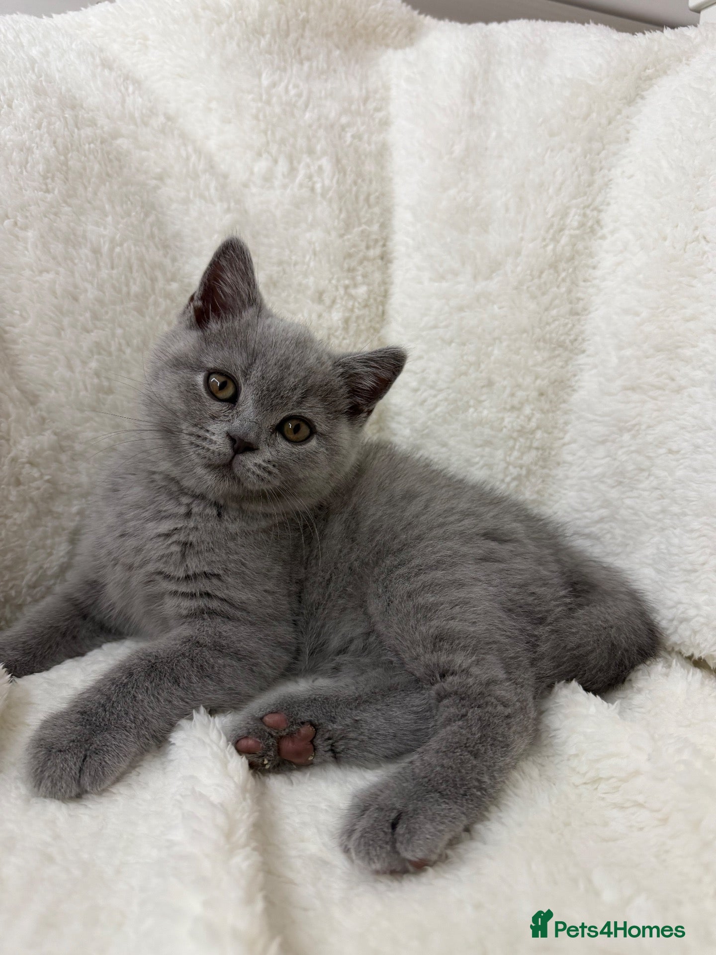British Shorthair cats Four Gorgeous British Shorthair Kittens - Advert 1