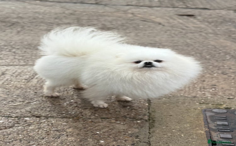 Pomeranian dogs in Pontefract - Advert 14