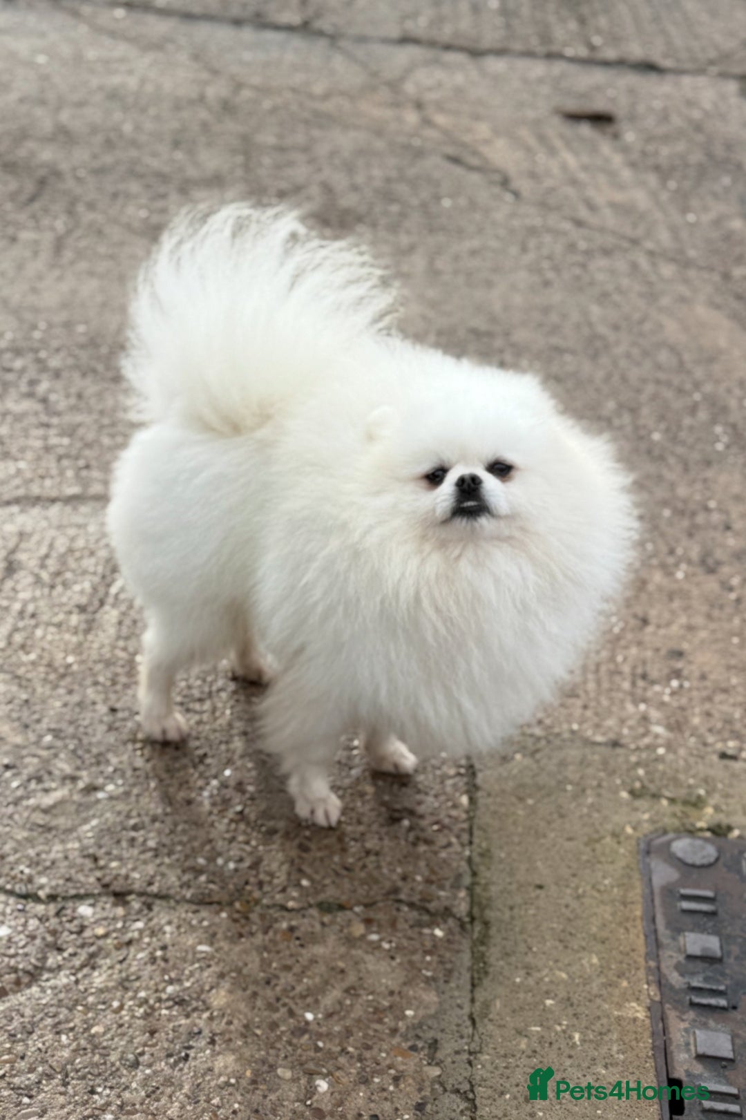 Pomeranian dogs for stud: White Boy for Stud only kc in Pontefract - Advert 1
