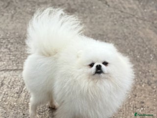 Pomeranian dogs in Pontefract - Advert 23