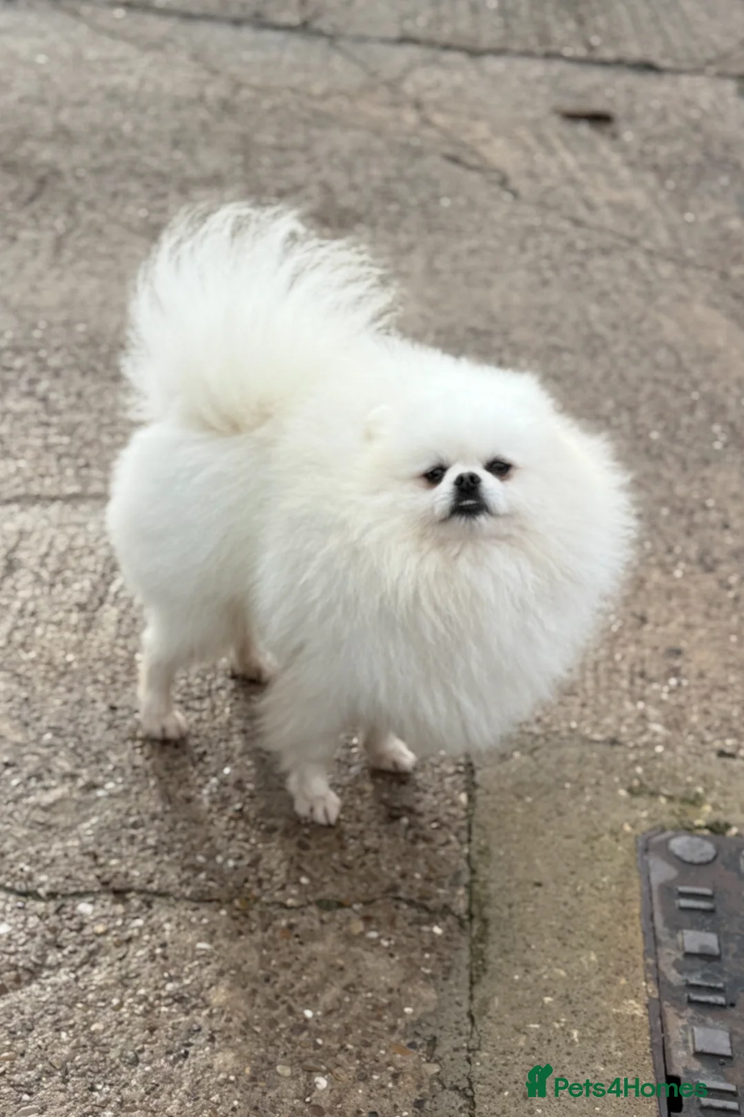 Pomeranian dogs for stud: White Boy for Stud only kc in Pontefract - Advert 1