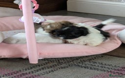 Shih Tzu dogs for sale: Stunning Shih Tzu boy - Image 27