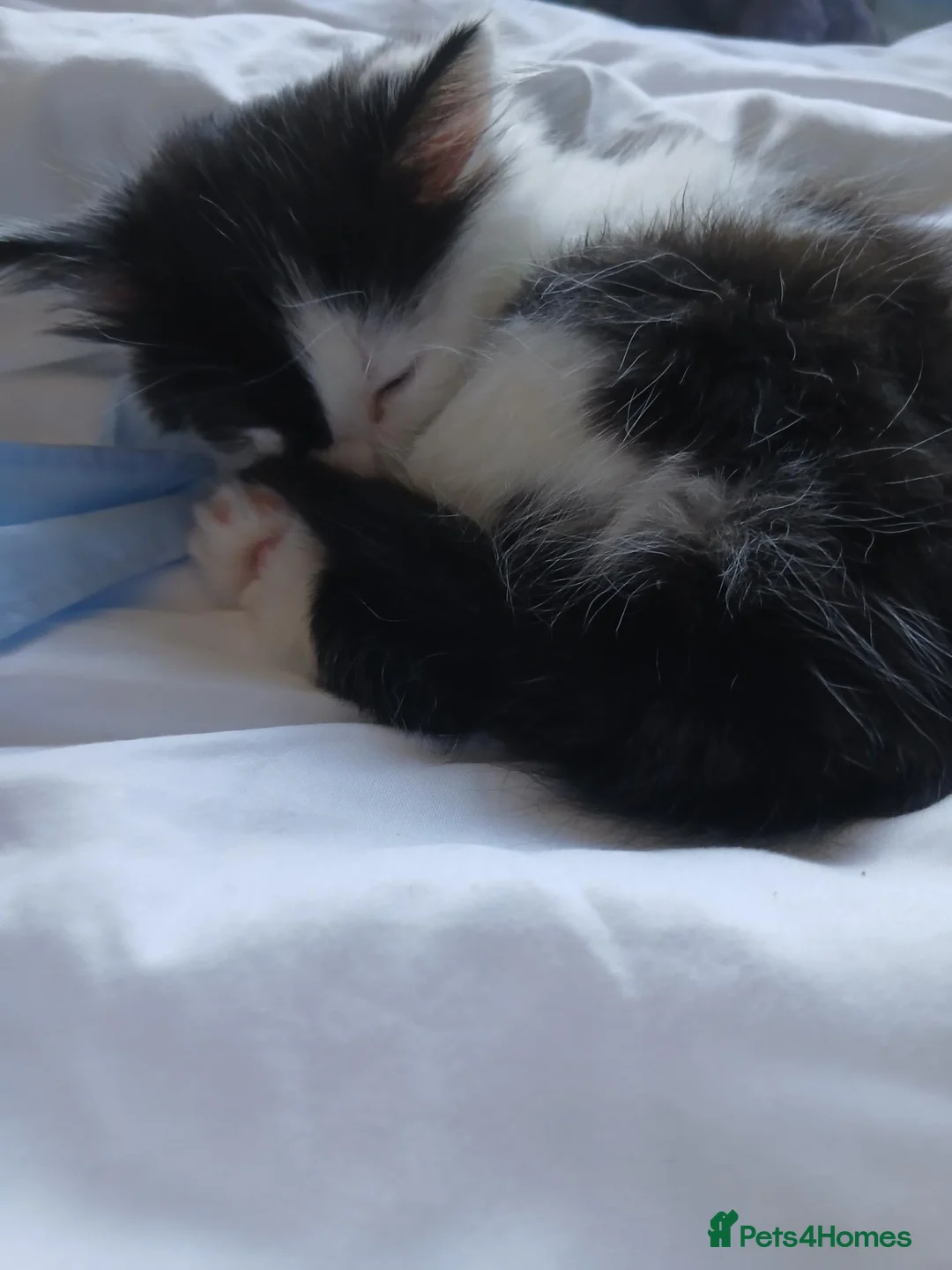 Mixed Breed cats for sale: Kitten  - Advert 4