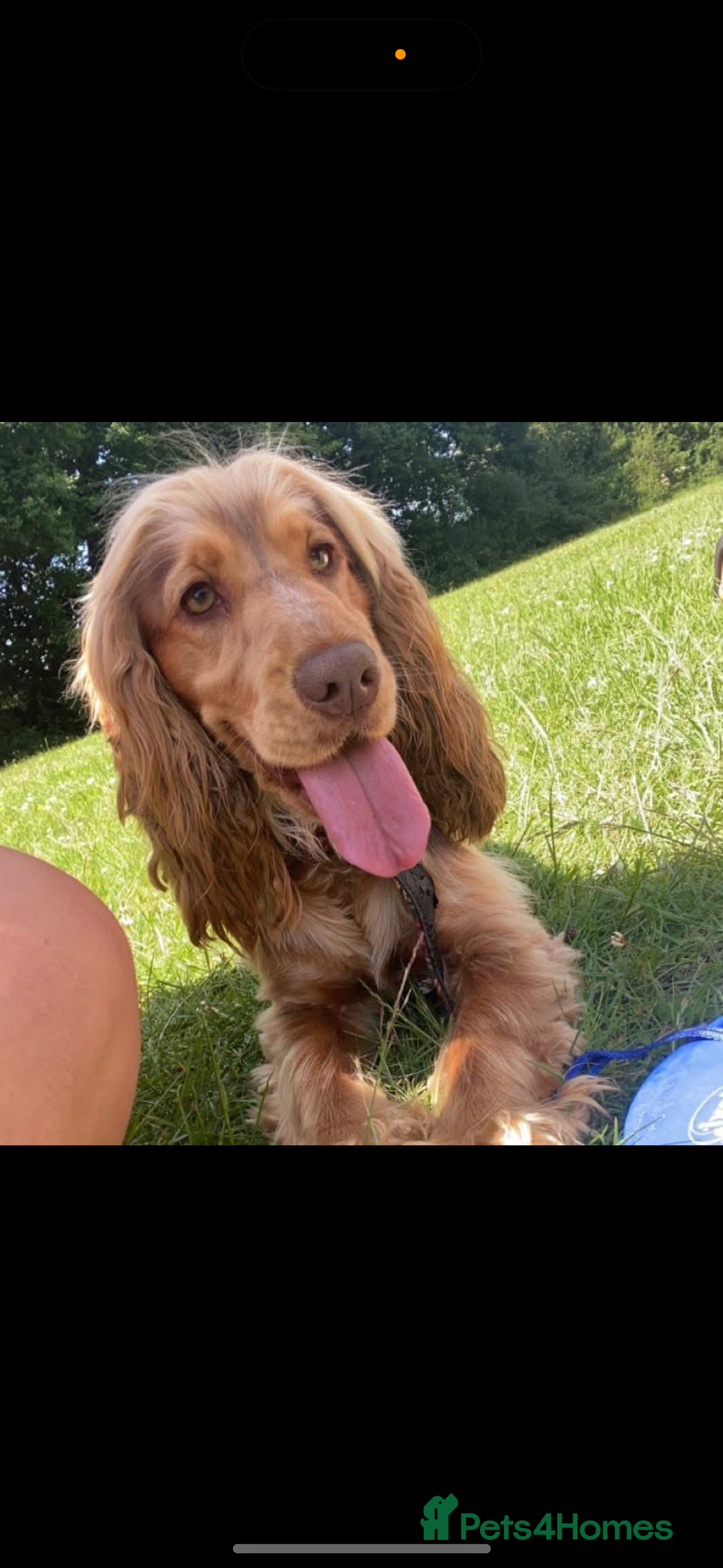Cocker Spaniel dogs for sale: Pedigree-Show Type Cocker Spanial puppies  - Image 6