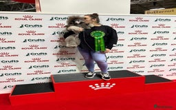 Miniature Poodle dogs for stud: Mr A Siekiera  - Image 1