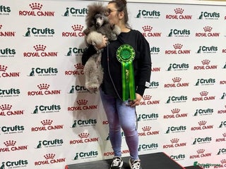 Miniature Poodle dogs - Advert 13