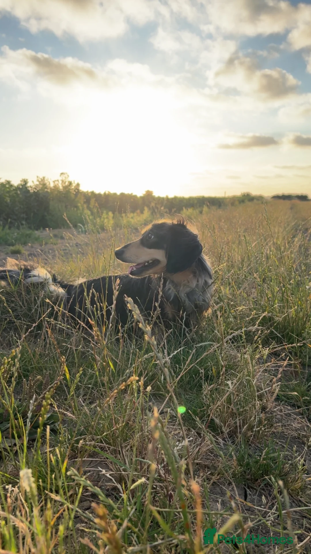Miniature Dachshund dogs for stud: Odin: silver dapple tan miniature dachshund  in Hull - Advert 1