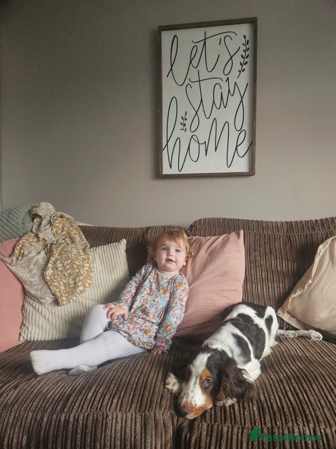 Cocker Spaniel dogs for sale: 17 week Cocker Spaniel - Advert 7