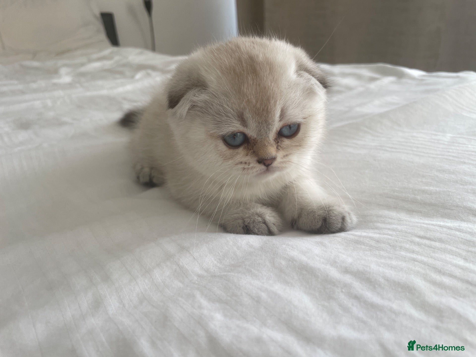 Scottish Fold cats Last two Scottish Fold Kittens for Sale  - Advert 2