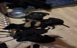 Mixed Breed dogs for sale: German shepherd x border collie - Image 5