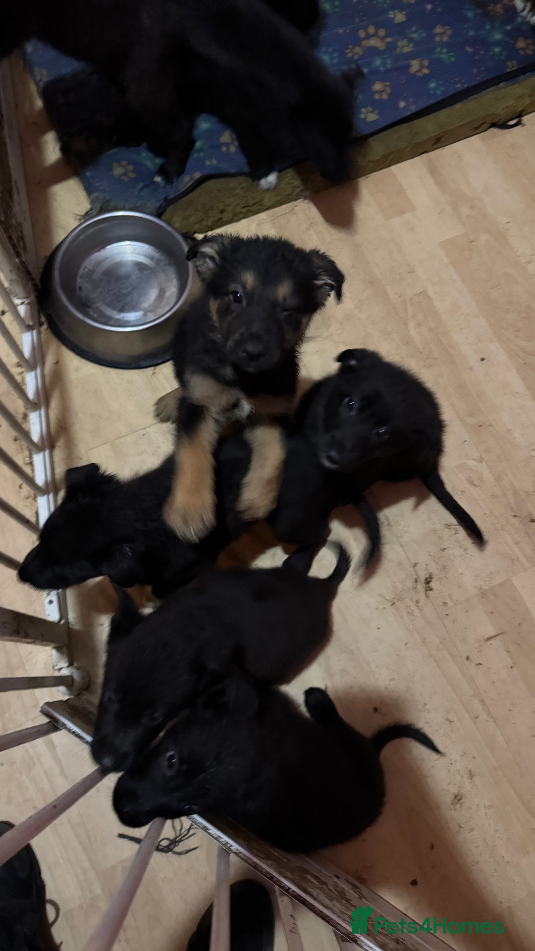Mixed Breed dogs for sale: German shepherd x border collie - Image 5
