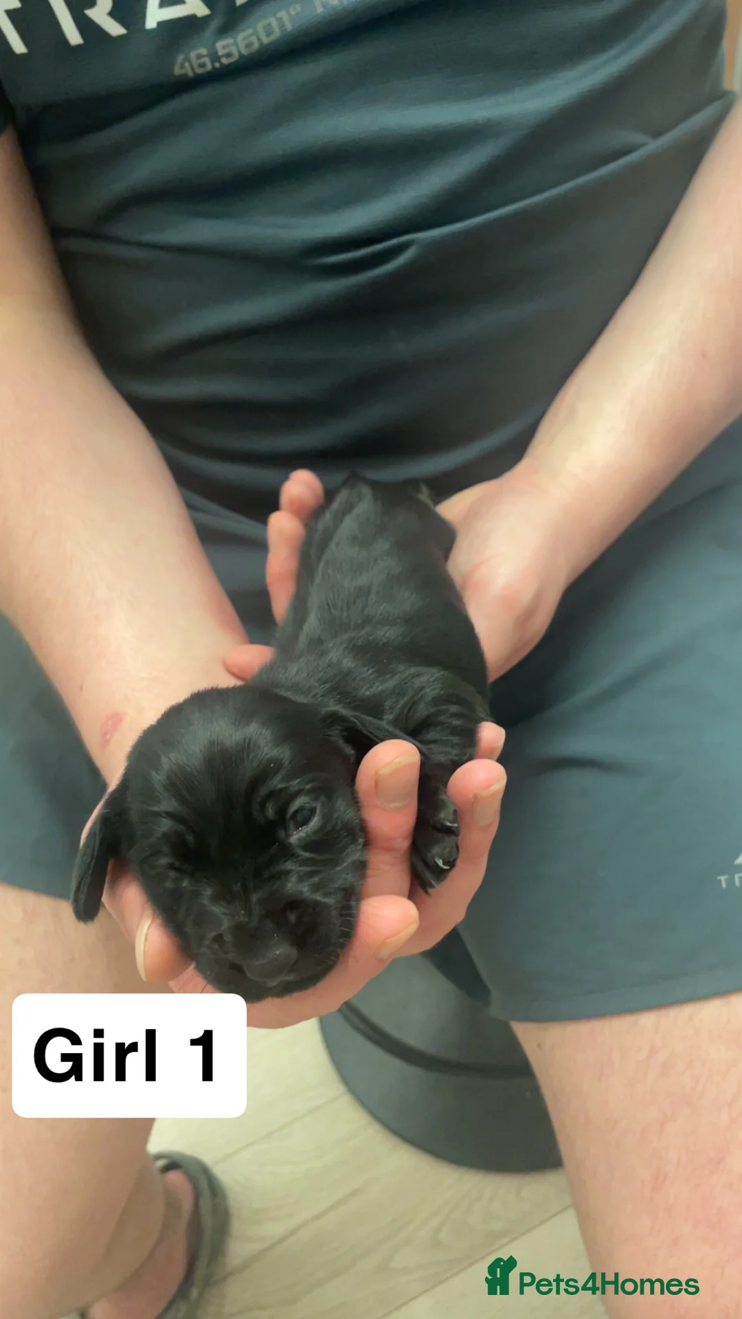 Mixed Breed dogs for sale: Cocker spaniel x dachshund puppies  - Advert 7