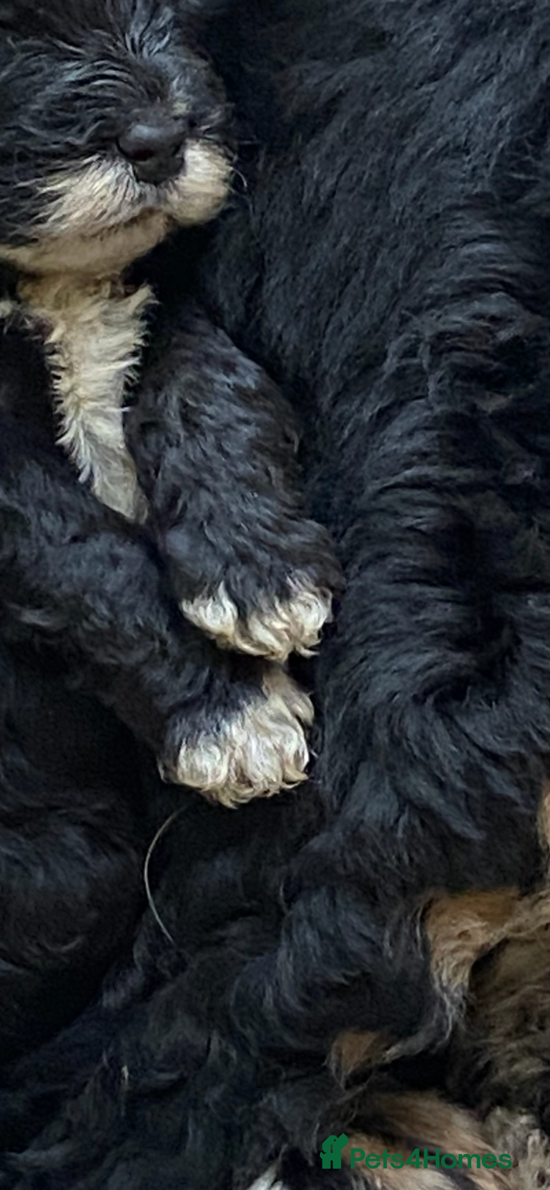 Miniature Poodle dogs for sale: Miniature poodle girls,ready now. - Image 7