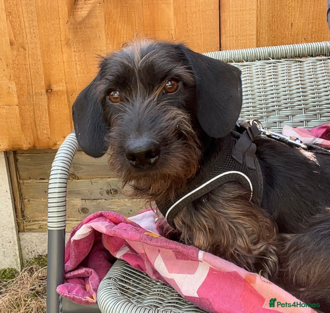 Miniature Dachshund dogs for sale: ROSS MINIATURE WIRE HAIR MALE solid black  - Advert 4