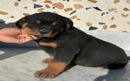 Rottweiler dogs for sale: Stunning chunky Rottweiler puppies - Image 30