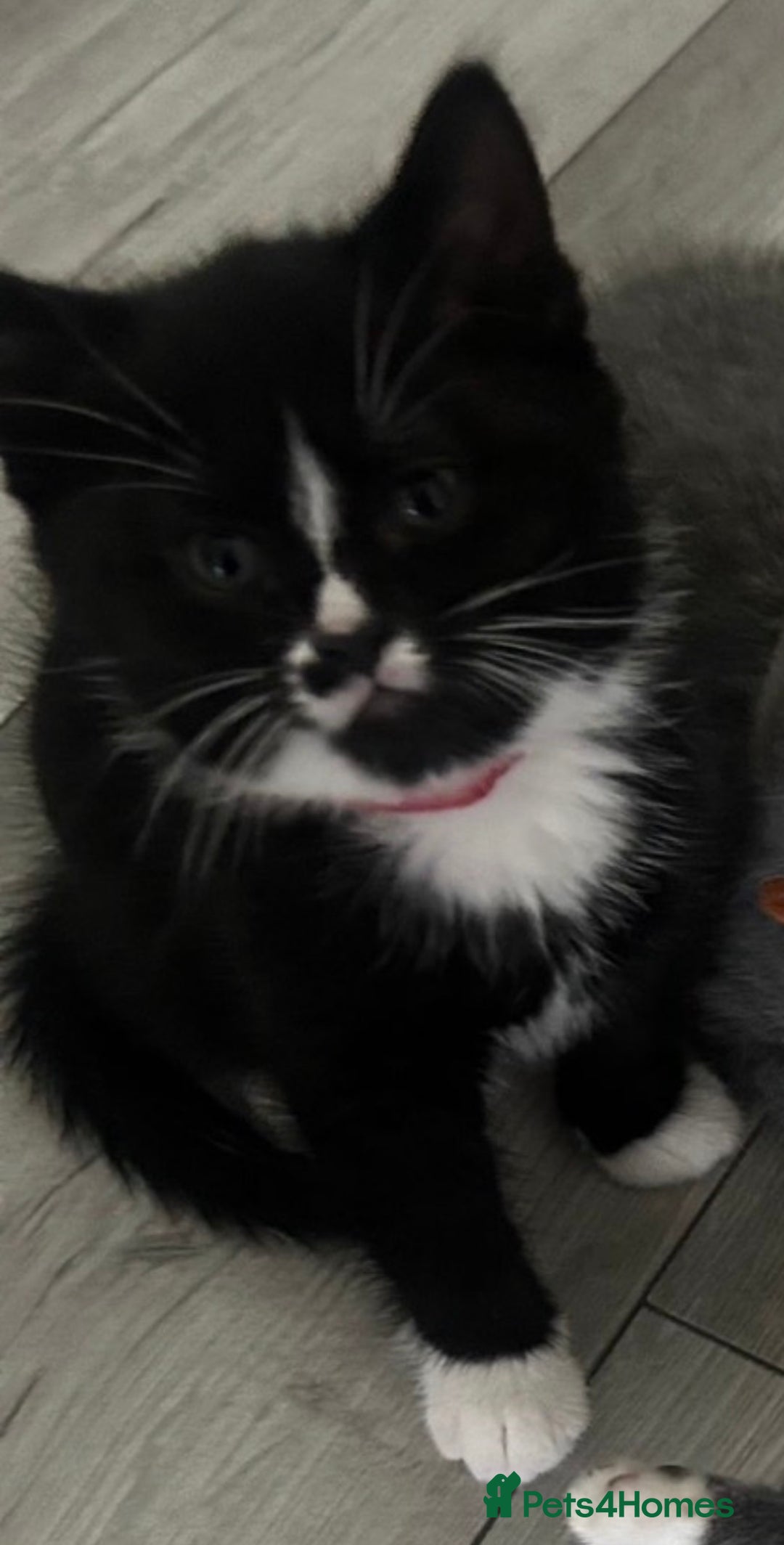 British Shorthair cats for sale: Blue British short-hair kittens - Advert 19