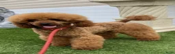 Cockapoo dogs for sale: Beautiful Litter of F1 Cockapoo Puppies - Advert 30