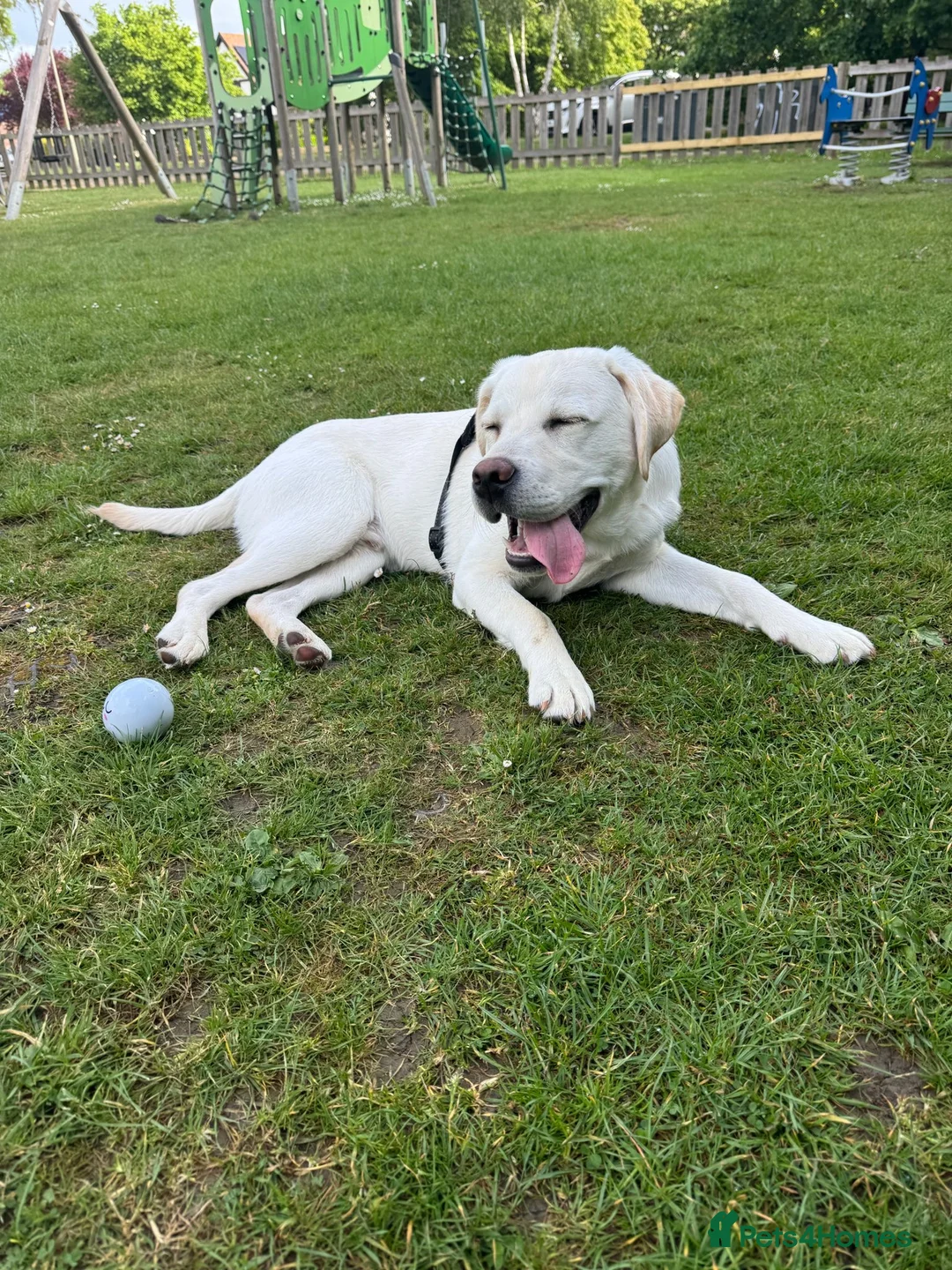 Labrador Retriever dogs for sale: Gorgeous Labrador - Advert 2