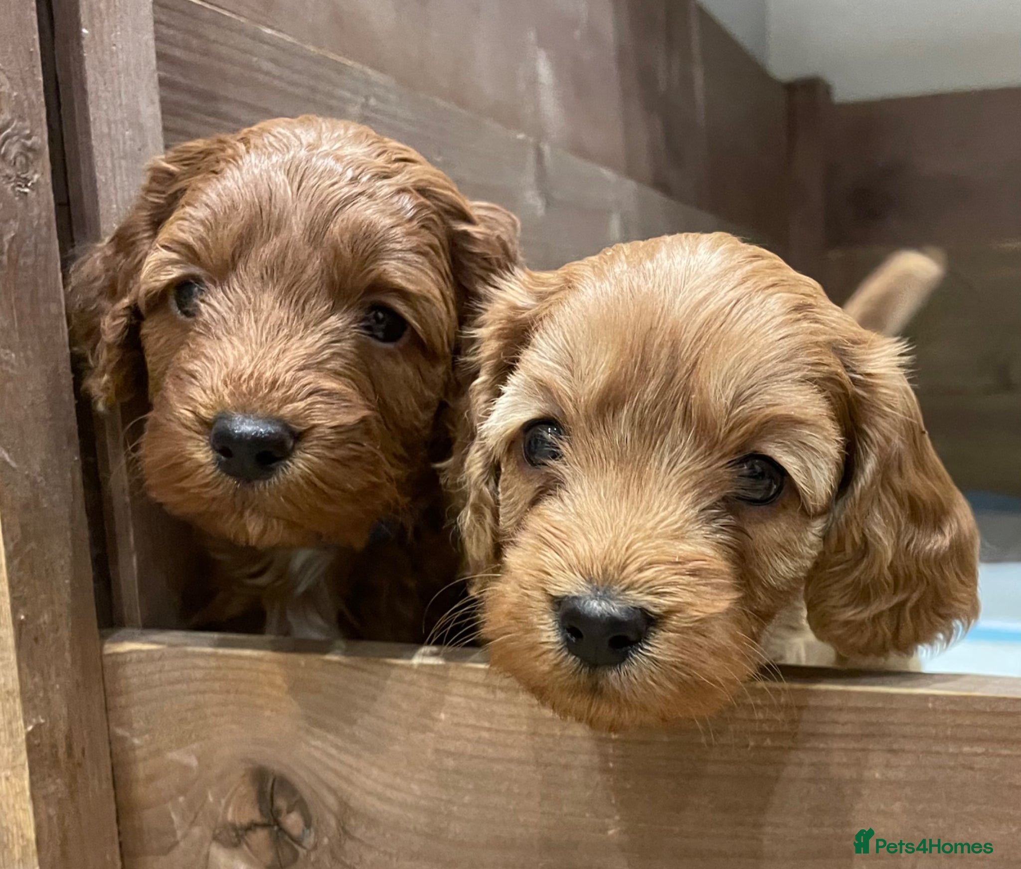 Cockapoo dogs 4th generation Cockapoo puppies - Advert 1