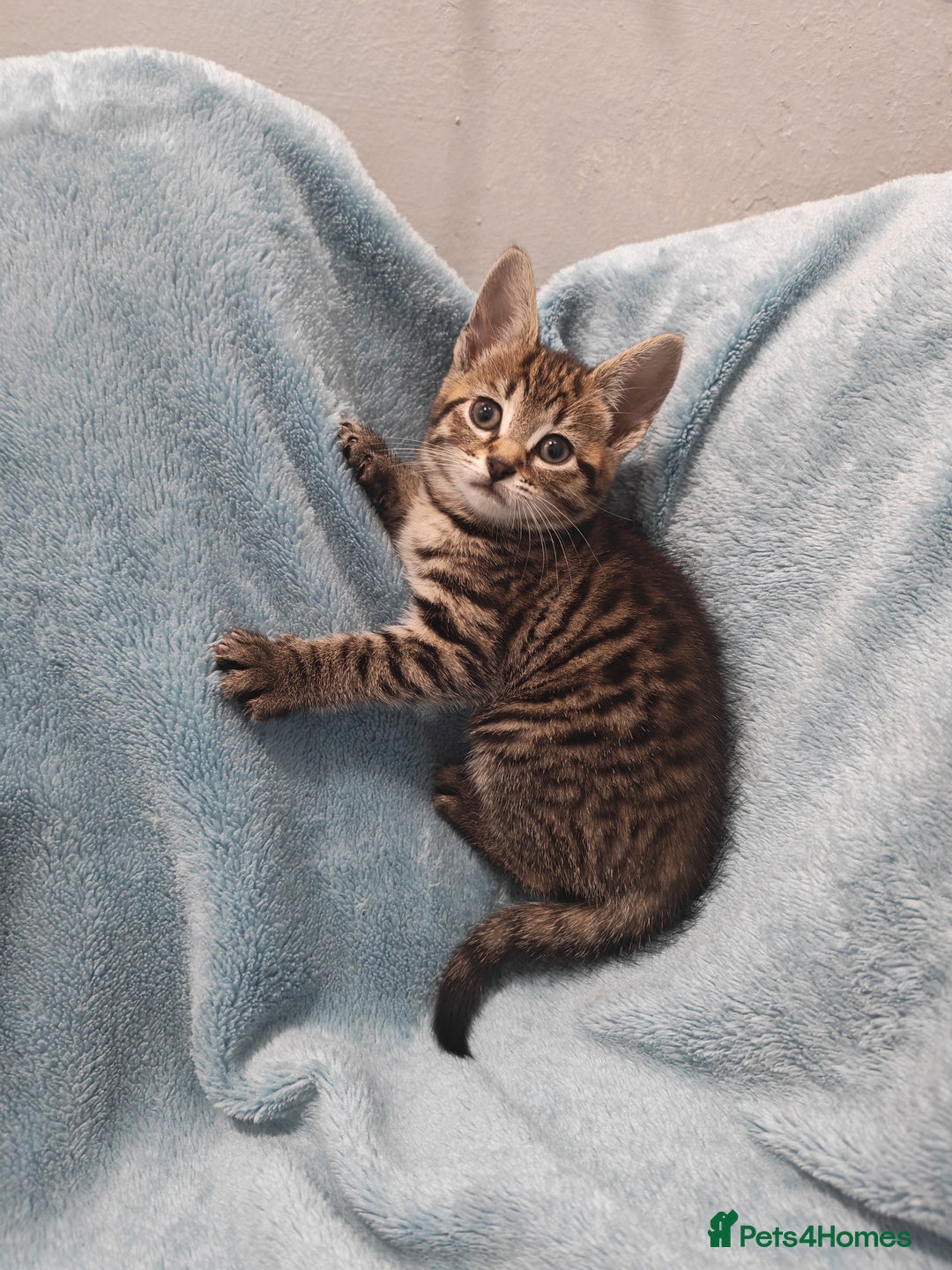 Mixed Breed cats for sale: Beautiful kittens VIDEOS - Advert 23