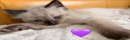 Ragdoll cats for sale: 🌸Fantastic 4 Ragdoll 🌸 Full of LoVe 🌸 - Advert 12