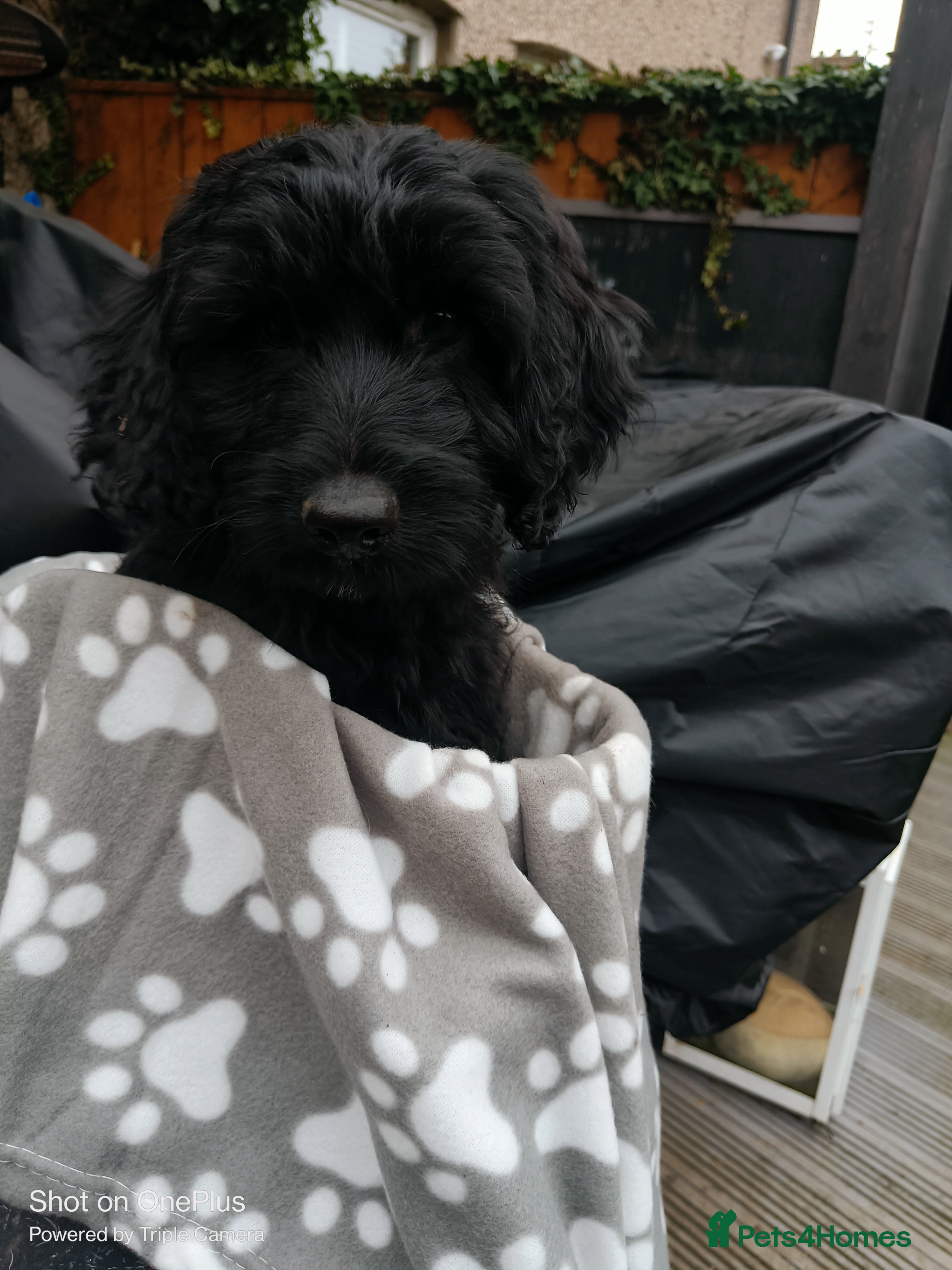 Cockapoo dogs Lovely cockapoo boy - Advert 1