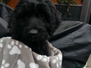 Cockapoo dogs Lovely cockapoo boy - Advert 10