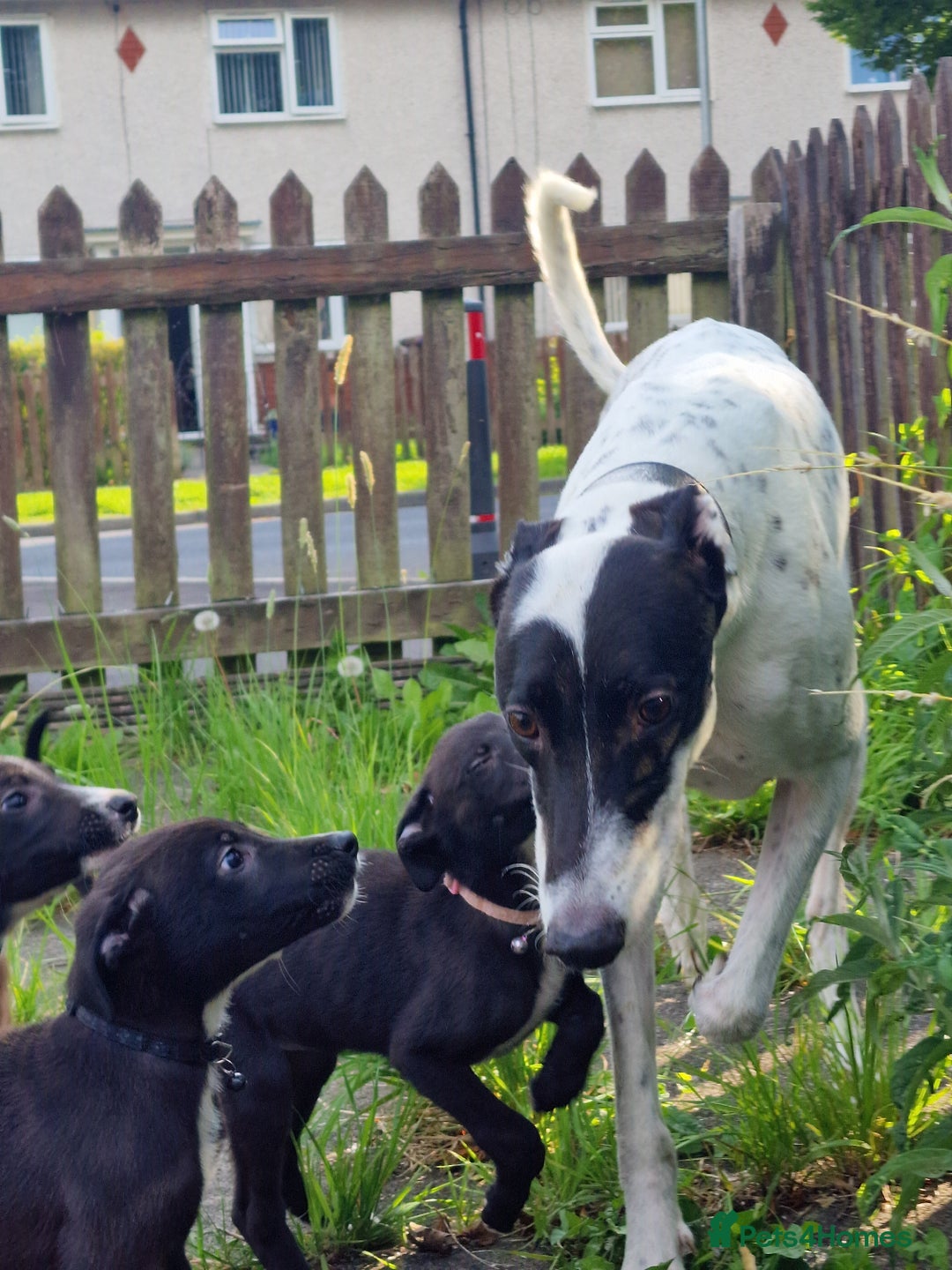 Lurcher dogs for sale: 8 lurcher pups for sale  in Colne - Advert 2