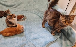 Mixed Breed cats for sale:  GREY BOY VIDEOS - Image 9