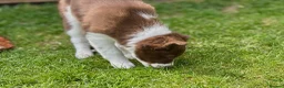 Border Collie dogs for sale: Exceptional Border collie pups  - Advert 4