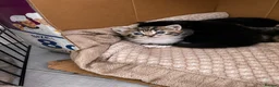 Mixed Breed cats for sale: Kittens - Advert 6