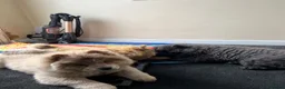 Chow Chow dogs for sale: Ready to Leave! 2 Beautiful Chow Chows 💙🩷 - Advert 3